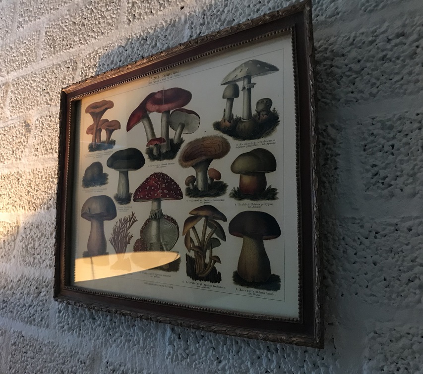 Een wandornament met houten omlijsting - paddenstoelen met naam - Duits en Latiijns