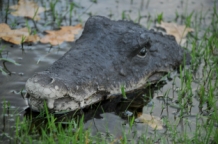 Prachtige polysteinen kop van een krokodil.