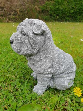 puppy hond , shar-pei