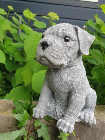 Boxer hond , puppy tuinbeeld