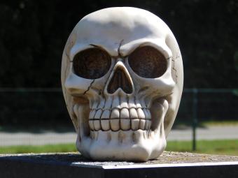Levensgrote Schedel - Polystone - Decoratie
