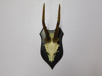 Vintage-Holzschild mit Hirsch, Reh, Rehbockgeweih und Schädel – 1970er Jahre