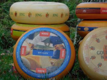 Dekorative Käseräder – 2 Stück – Ø 35 cm – verschiedene Sorten