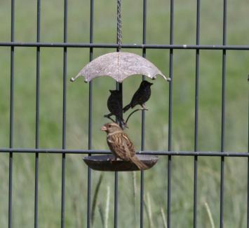 Vogel, Vogelhäuschen