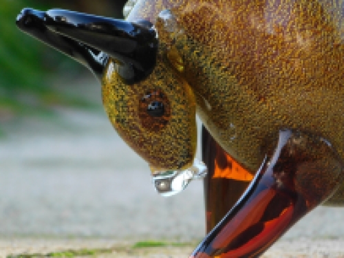 Beeld Stier - volledig van glas gemaakt