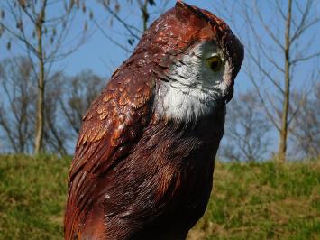 Uil op Stronk – 68 cm – Gedetailleerd Beeld – Polystone