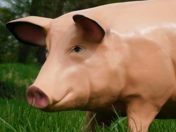 Beeld Varken XL - 97 cm - Polystone