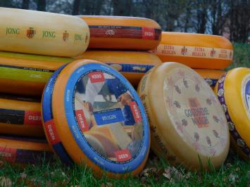 Dekorativer Käse-Laib – Ø 35 cm – verschiedene Sorten