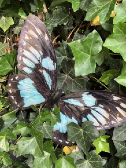 Vlinder, geheel metaal en vol in kleur blauw-groen zwart.