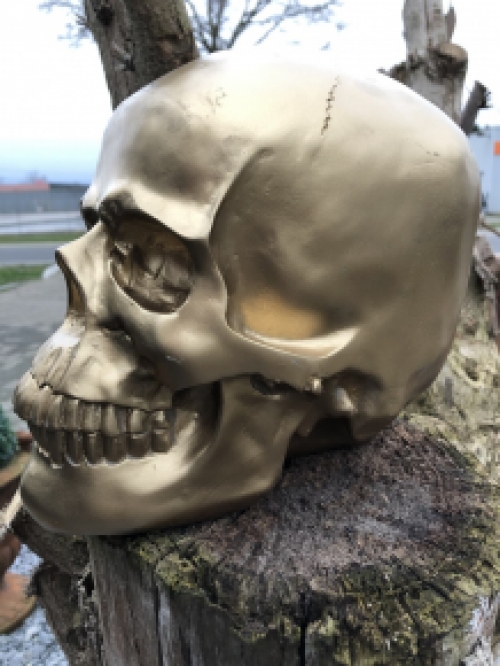 Skull-schedel, uit Polystein, gold.