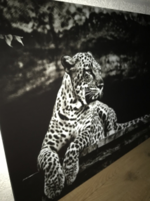 Schöne Kunst auf Glas von einem liegenden Leoparden / Panther, schwarz und weiß, sehr schön!