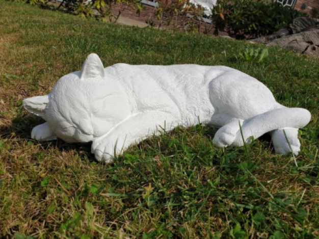Witte slapende Kat , poes beeld