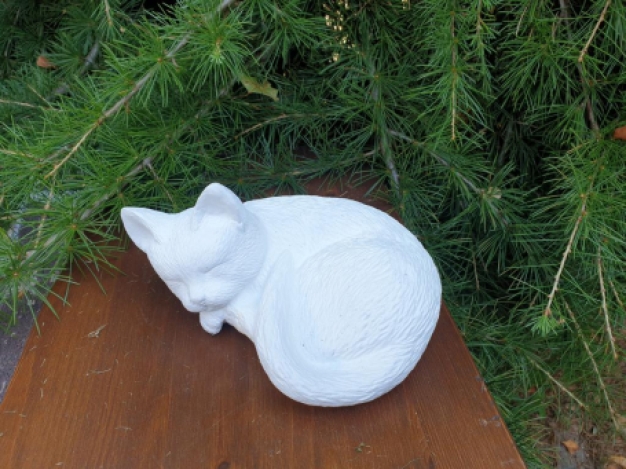 Lieve witte kleine kat ,poes