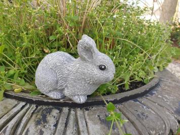 Kaninchen, Bild des niedlichen kleinen Häschens