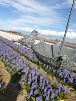 Vogel , vogelvoederbakje ,vogelbad
