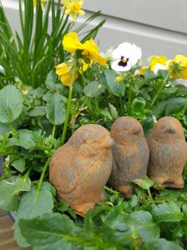 3 kuikentjes, kuiken , beton tuinbeeld
