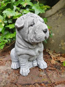 puppy hond , shar-pei