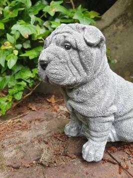 puppy hond , shar-pei