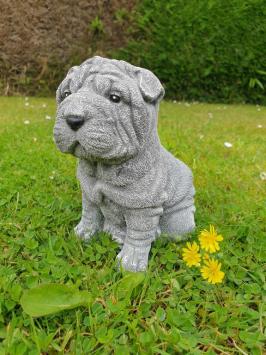 puppy hond , shar-pei