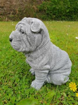 puppy hond , shar-pei