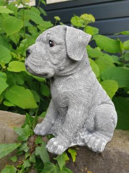 Boxer hond , puppy tuinbeeld