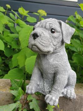 Boxer hond , puppy tuinbeeld