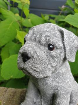Boxer hond , puppy tuinbeeld