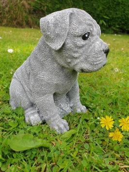 Boxer hond , puppy tuinbeeld