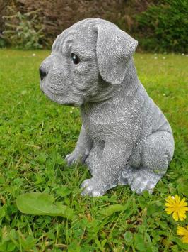Boxer hond , puppy tuinbeeld