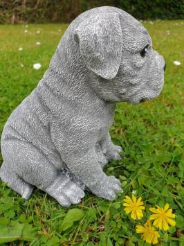 Boxer hond , puppy tuinbeeld