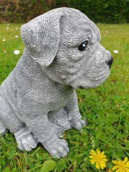 Boxer hond , puppy tuinbeeld