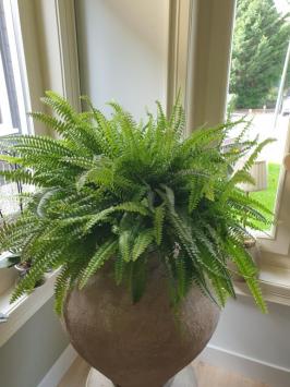 Landelijke vaas , kruik