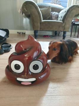 Bild von einem Scheißhaufen, Geschenk