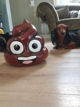 Bild von einem Scheißhaufen, Geschenk