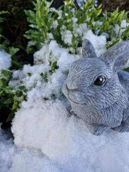 Kaninchen, Bild des niedlichen kleinen Häschens