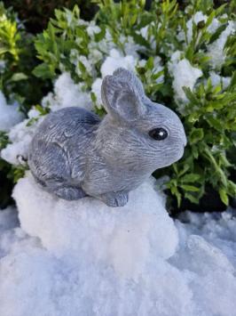 Kaninchen, Bild des niedlichen kleinen Häschens