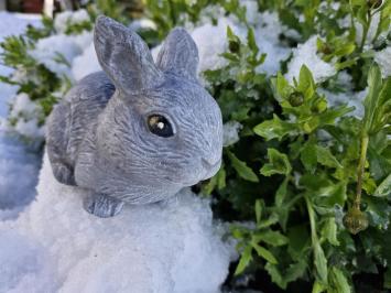 Kaninchen, Bild des niedlichen kleinen Häschens