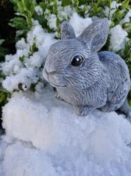 Kaninchen, Bild des niedlichen kleinen Häschens