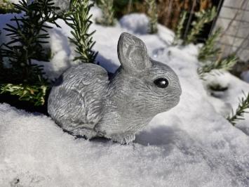 Kaninchen, Bild des niedlichen kleinen Häschens