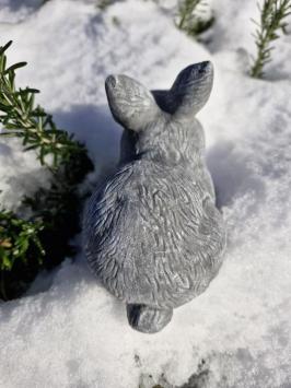 Kaninchen, Bild des niedlichen kleinen Häschens