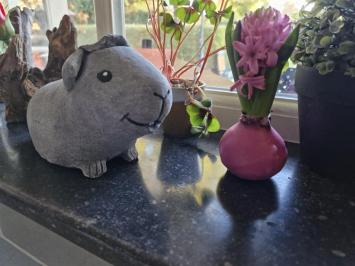 Blije cavia van beton