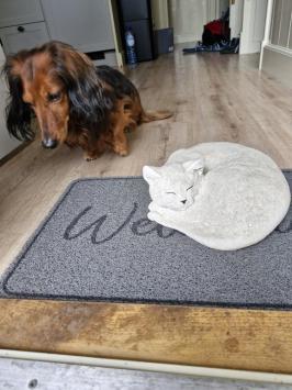Zusammengekauerte, lebensecht wirkende Katze, Beton