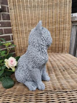 süßes Bild einer Katze, Beton