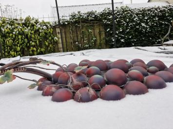 Eine wunderschöne, große Weintraube,Traube