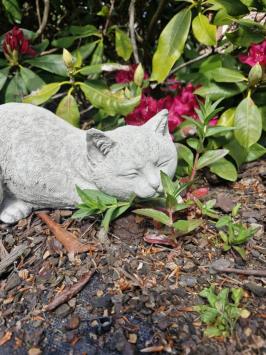 Tuinbeeld poes , daisy