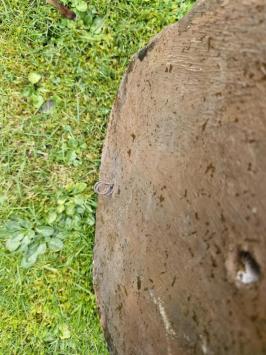 Fontein , waterspuwer , leeuw