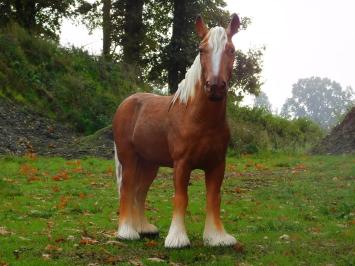 Statue Pferd Blond – 110 cm – Polystone
