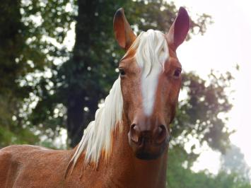 Statue Pferd Blond – 110 cm – Polystone