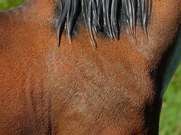 Paardenbeeld in Kleur - 110 cm - Polystone