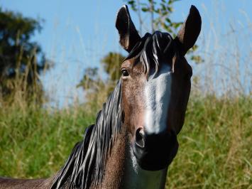 Paardenbeeld in Kleur - 110 cm - Polystone